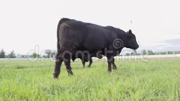 牧场景色放牧的公牛在草地上咀嚼每日农场视频的预览图