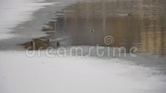 一群鸭子在结冰的池塘里游泳视频的预览图