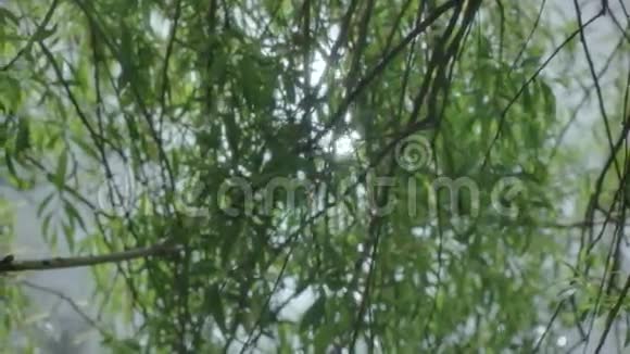 透过垂柳树密花丛池塘的阳光反射视频的预览图
