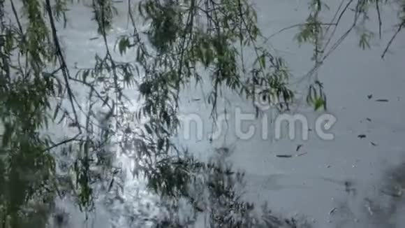 阳光反映在受污染的池塘与垂柳树枝视频的预览图