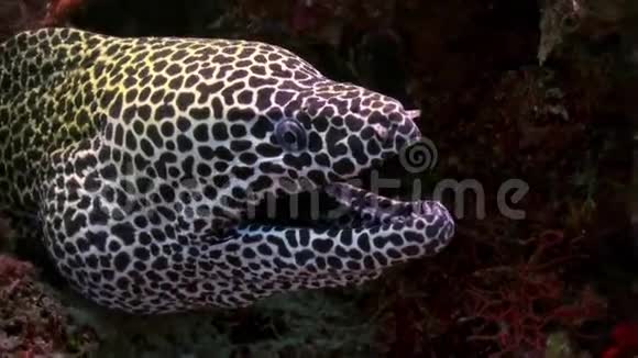 大型灰斑鳗鱼坐在礁石上视频的预览图