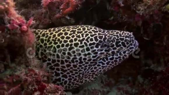大型灰斑鳗鱼坐在礁石上视频的预览图