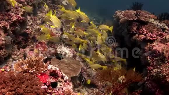 马尔代夫惊人海底背景下的卢西安鱼学视频的预览图