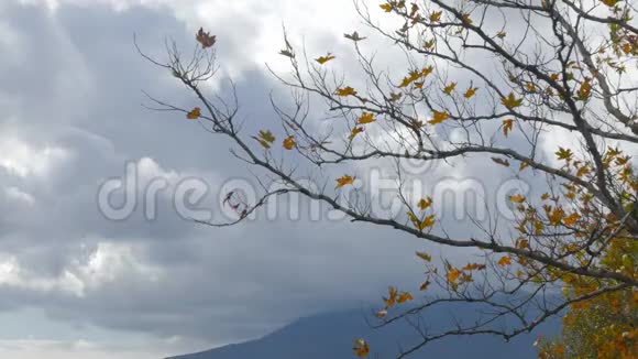 枯叶枯干的秋树视频的预览图