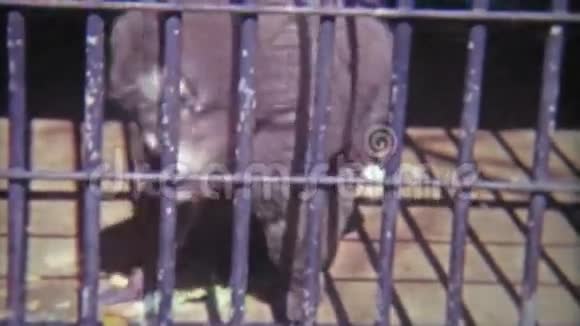 1968年不同环境下笼养猴子的场景华盛顿特区视频的预览图