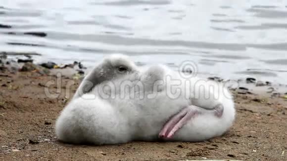 小天鹅在湖岸清理羽毛视频的预览图