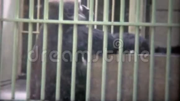1973年大型大猩猩被困在悲伤的旧学校动物园笼子里华盛顿特区视频的预览图