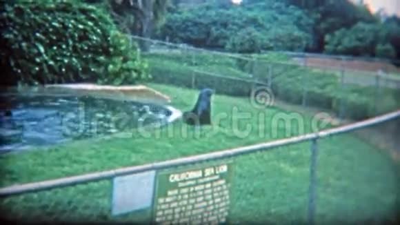 1973年小海狮栖息地有小栅栏跳过去华盛顿特区视频的预览图