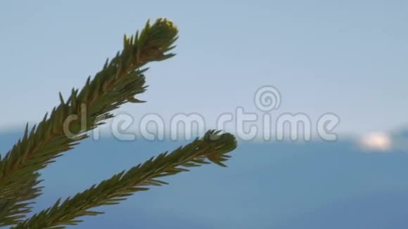 喀尔巴阡山脉的山树视频的预览图