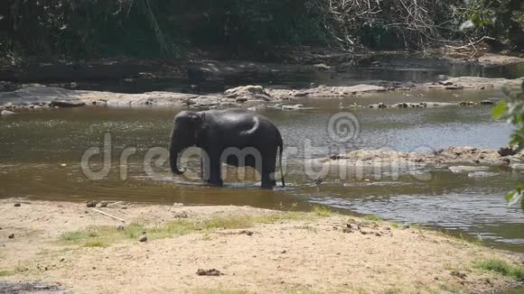 非洲大象在河流或湖泊中洗澡慢动作视频的预览图