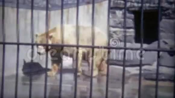 1973年灰熊只在动物园的家里吃辣椒华盛顿特区视频的预览图