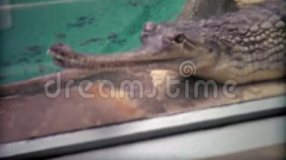 1973年在动物园吃鳄鱼鳄鱼华盛顿特区视频的预览图