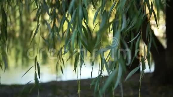 模糊背景上的柳树绿叶视频的预览图