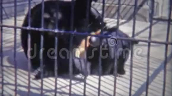 1973年熊在不人道的小笼子里翻滚华盛顿特区视频的预览图