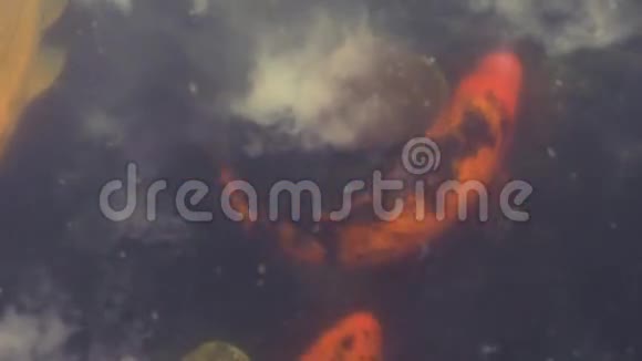 夏天红在阿尔泰山的池塘里游泳视频的预览图
