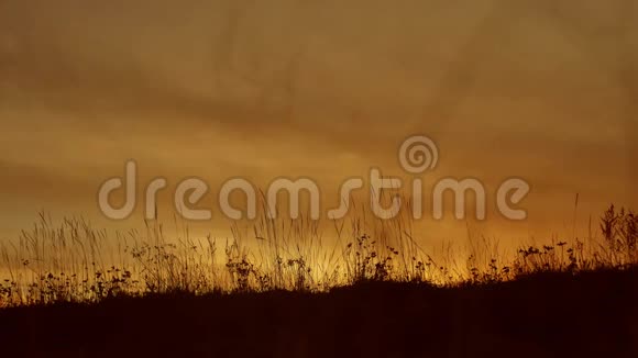 草地剪影背景与日落自然视频的预览图
