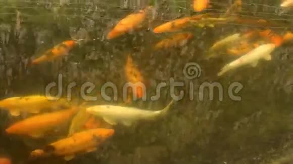 夏天红在阿尔泰山的池塘里游泳视频的预览图