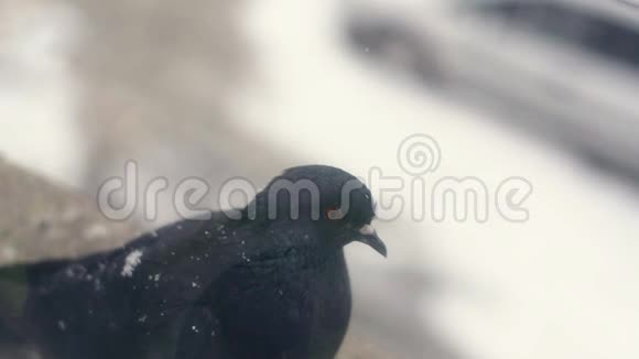 鸽子坐在窗户后面降雪慢镜头视频的预览图