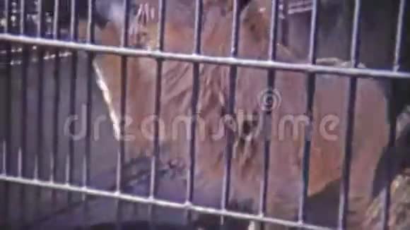 1973年雄狮在笼栏上跳跃华盛顿特区视频的预览图