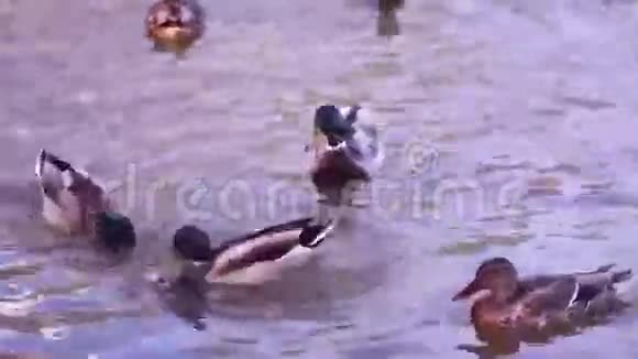 许多美丽的鸭子在湖上游泳视频的预览图