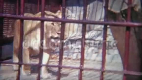 1973年雌性狮子被关在小小的动物园笼子里华盛顿特区视频的预览图