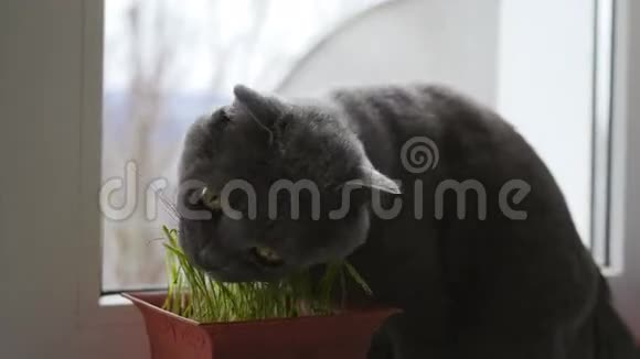 一只吃新鲜草的宠物猫英国种的猫视频的预览图