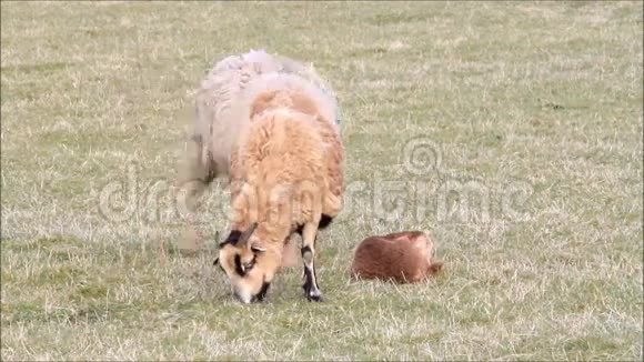 草地上有爸爸妈妈的小羊羔视频的预览图