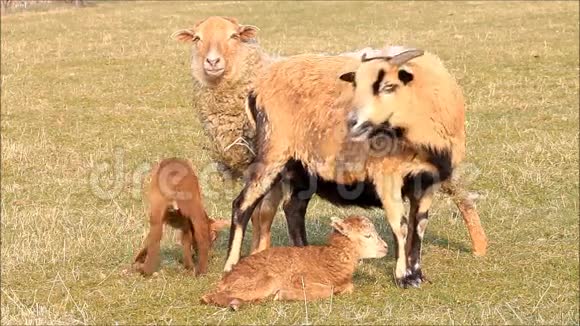 春天两只母羊和两只羔羊棕色草甸视频的预览图