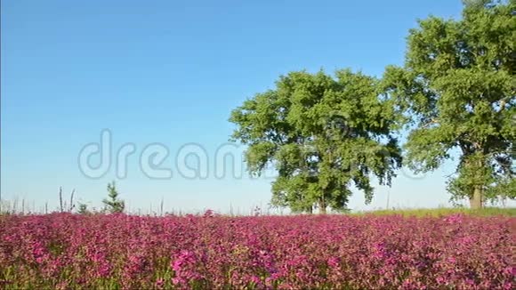 草地上粉红的花草树木视频的预览图