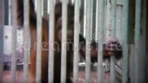 1973年猩猩宝宝和母亲在厚厚的钢筋后面分开视频的预览图