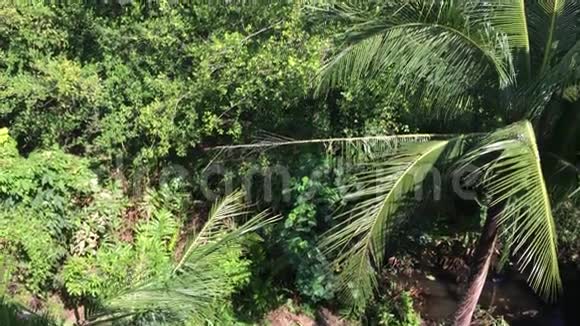 热带雨林和蓝天视频的预览图