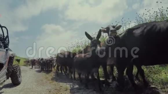 格鲁吉亚高加索山脉的一群牛视频的预览图
