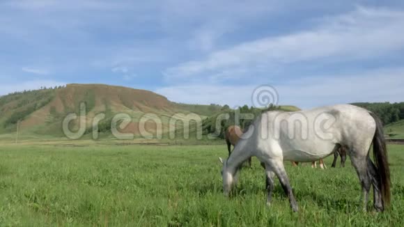 家驹在草地上放牧视频的预览图