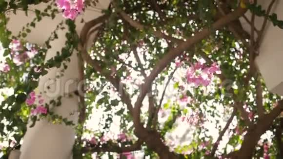 古老的白色柱子上长满了东方樱花塞浦路斯夏日天堂视频的预览图