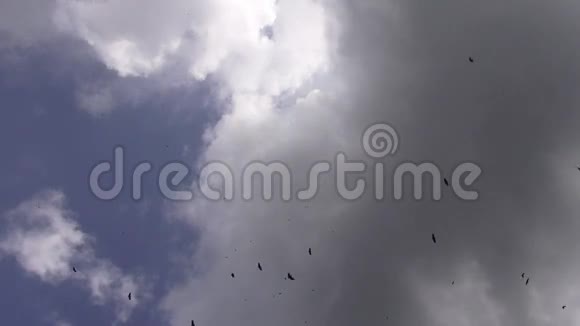 鸟群动物自然天空视频的预览图