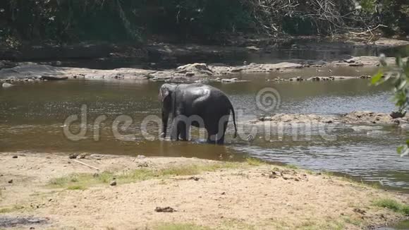 非洲大象在河流或湖泊中洗澡慢动作视频的预览图