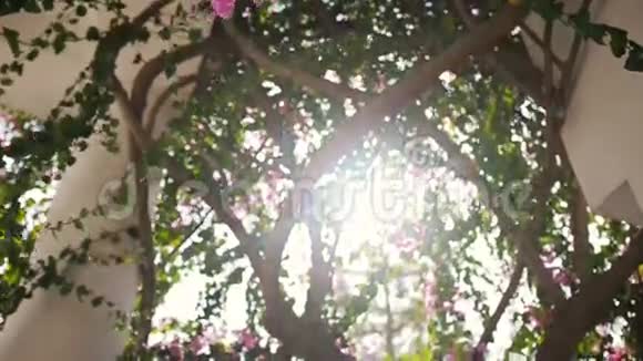 阳光透过树枝照耀古老的白色柱子上长满了常春藤和花塞浦路斯视频的预览图