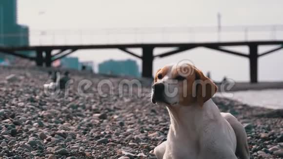 流浪狗躺在大海的石岸上饥饿狂野和不幸的无家可归的狗视频的预览图