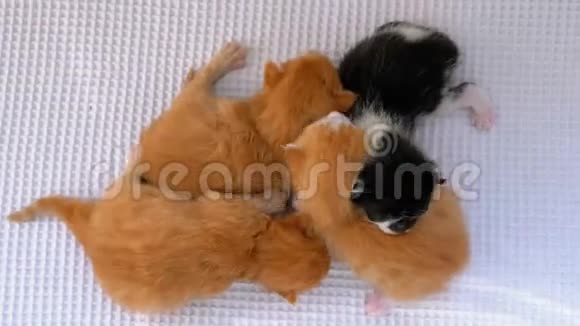 四只小猫有两个星期大在白色的地毯上爬来爬去视频的预览图
