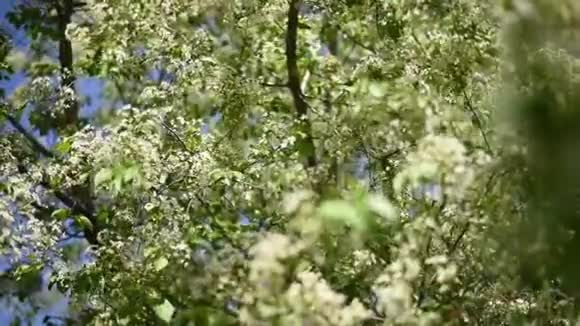 白苹果和梨花栽培植物绿叶和轻视频的预览图