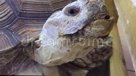 海龟动物动物园里的一只巨大的老乌龟视频的预览图