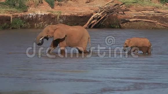 非洲象非洲象成人和小牛渡河肯尼亚的桑布鲁公园视频的预览图