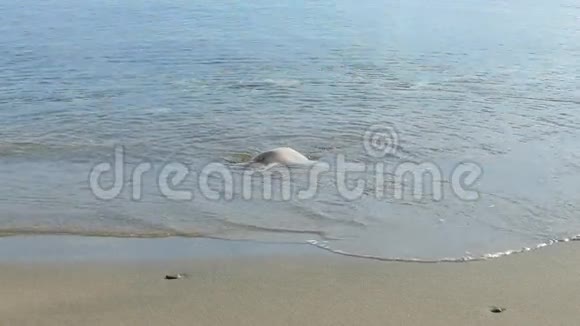 在沙滩上的圆形石头抵抗海浪视频的预览图