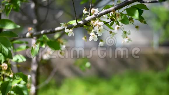 白苹果和梨花栽培植物绿叶和轻视频的预览图