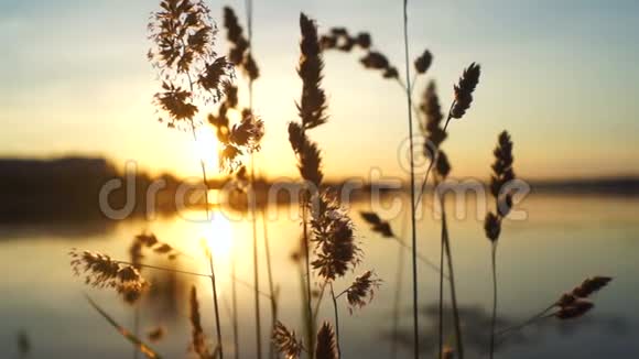 自然植物湖太阳视频的预览图