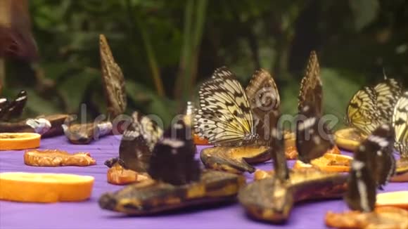 热带蝴蝶飞舞视频的预览图