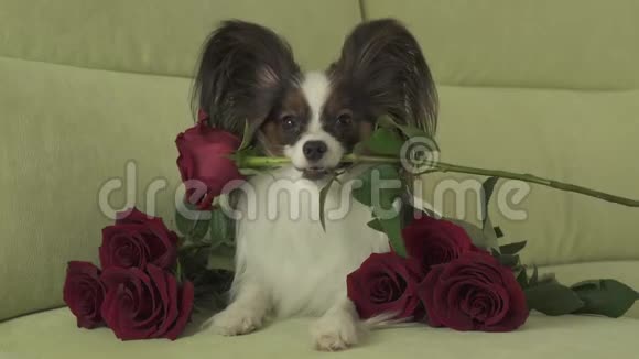 狗狗Papillon在情人节的库存录像中把红玫瑰放在嘴里谈恋爱视频的预览图