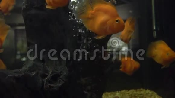 五颜六色的鱼金鱼爱鸟慢动作射击视频的预览图