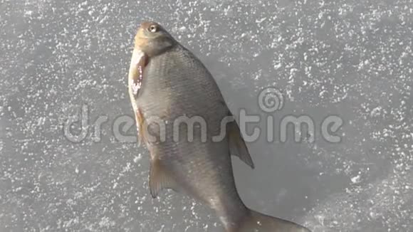 冬天从冰下抓来的鱼视频的预览图