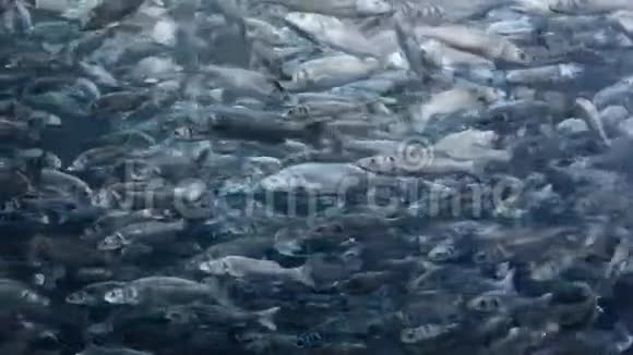 多鲭鱼水下观景冥想片段视频的预览图